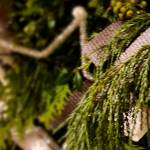 zum_edengarten_advent_2020_57