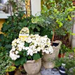 2020_08_Edengarten_11