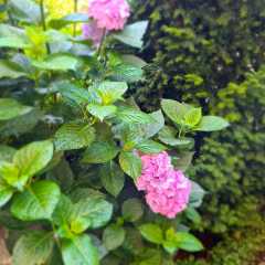 2020_08_Edengarten_12