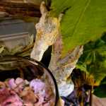 2020_09_Edengarten_41