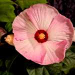 2020_09_Edengarten_47