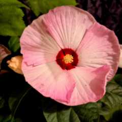 2020_09_Edengarten_47