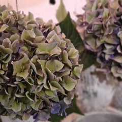 2020_09_Edengarten_50