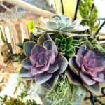 00013_2021_sommer_zum-edengarten
