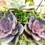 00037_2021_sommer_zum-edengarten