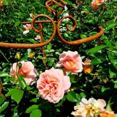 00040_2021_sommer_zum-edengarten