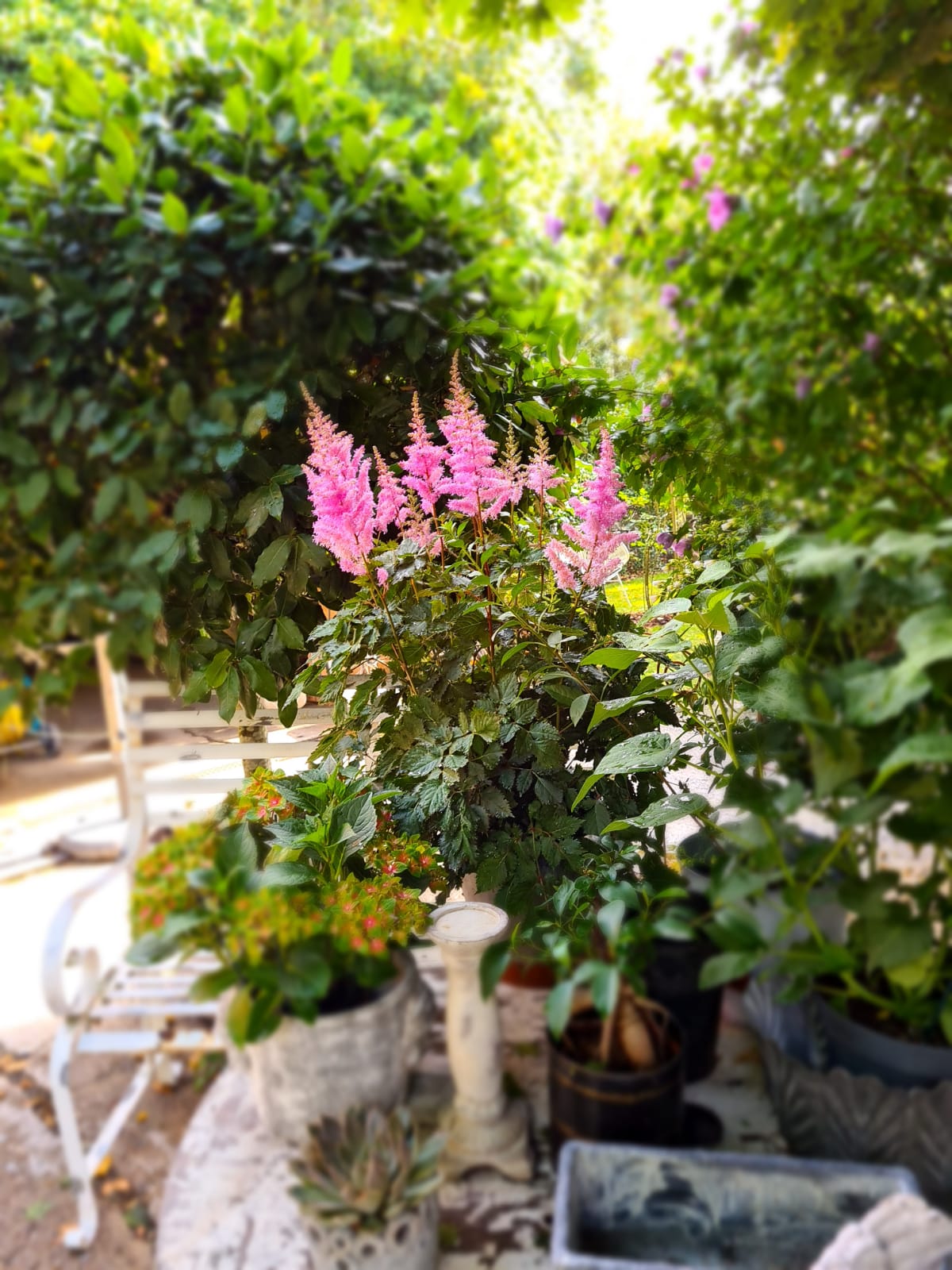 2020_08_Edengarten_1