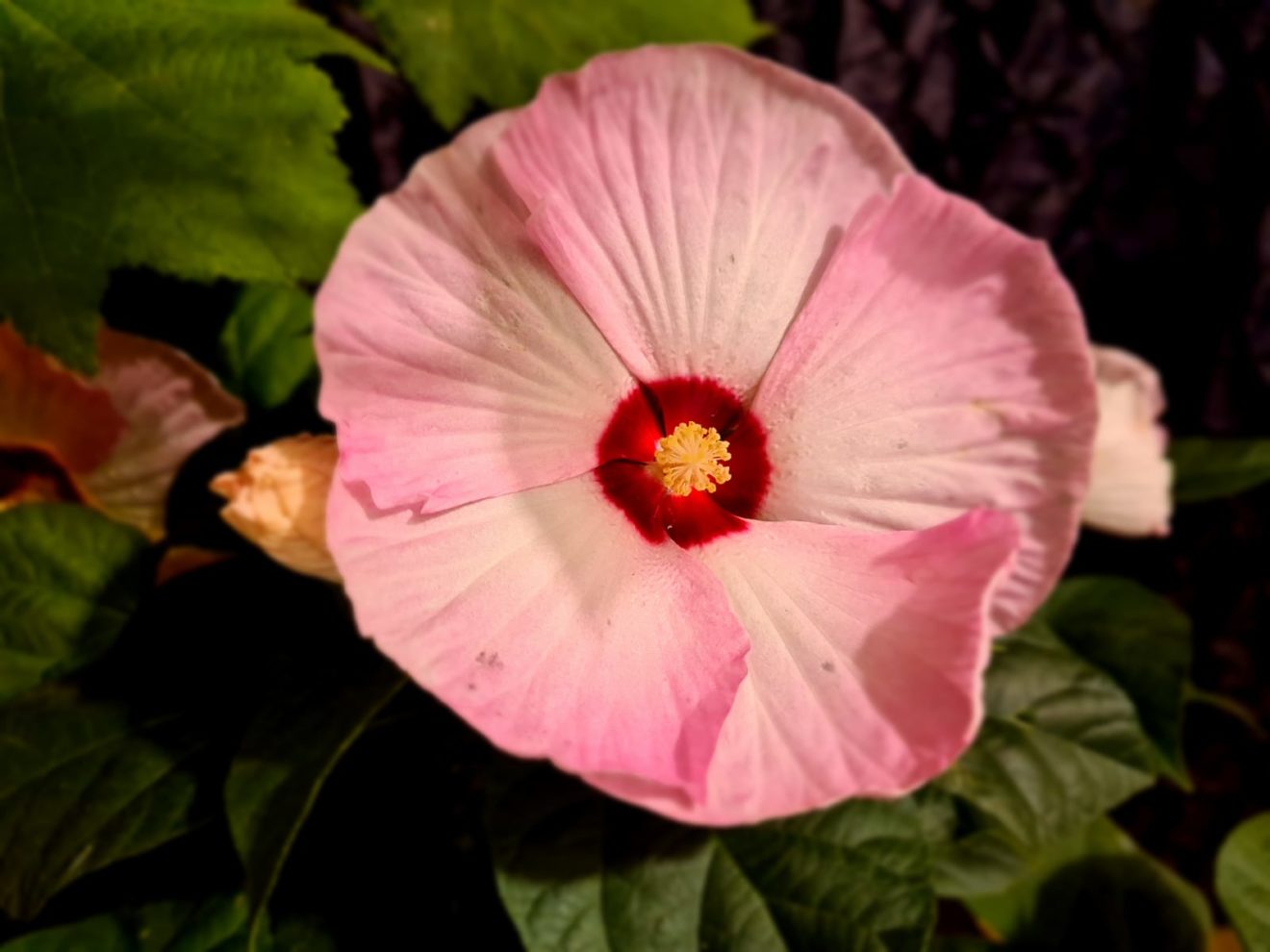 2020_09_Edengarten_47